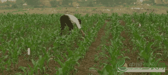 夏玉米除草剂的安全使用(夏玉米除草剂多长时起作用)